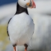 puffin_atlantic_msi_v_0924_can1953.jpg